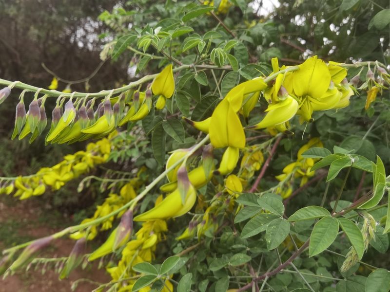 Crotalaria agatiflora, photographed by Philani Hadebe
