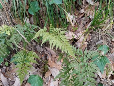 Asplenium onopteris, photographed by Josep Gesti
