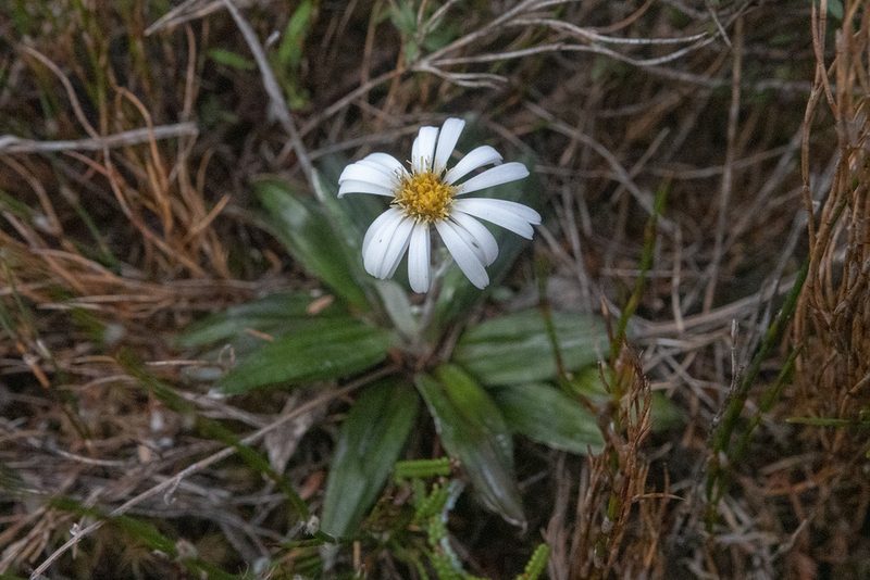 Celmisia dubia, photographed by Sebastian Doak