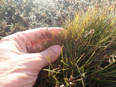 Isolepis cernua, photographed by Arnim Littek
