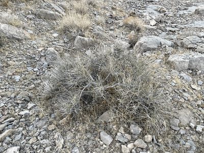 Ephedra nevadensis, photographed by CK2AZ