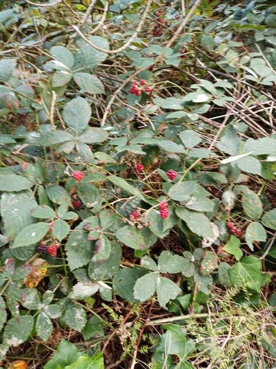 Rubus grabowskii, photographed by Em Lamond
