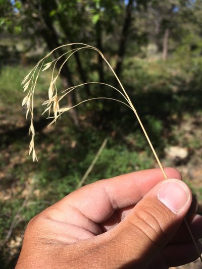 Bromus porteri, photographed by Cecelia Alexander