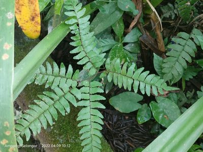 Adiantum latifolium, photographed by Ong Jyh Seng