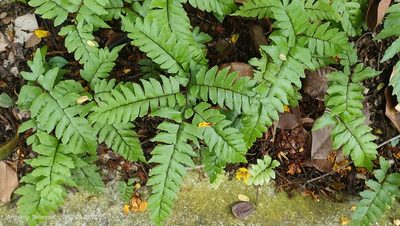 Adiantum latifolium