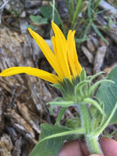 Wyethia arizonica, photographed by Cecelia Alexander