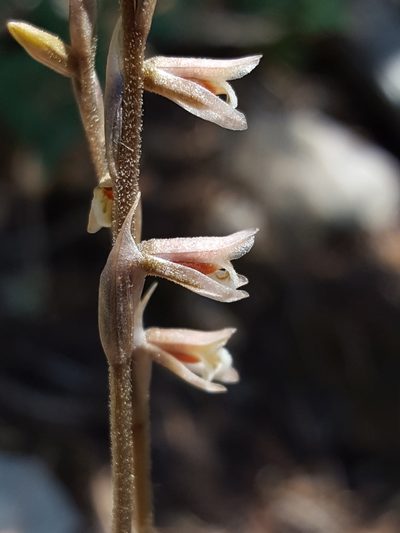 Schiedeella arizonica, photographed by Alex Abair