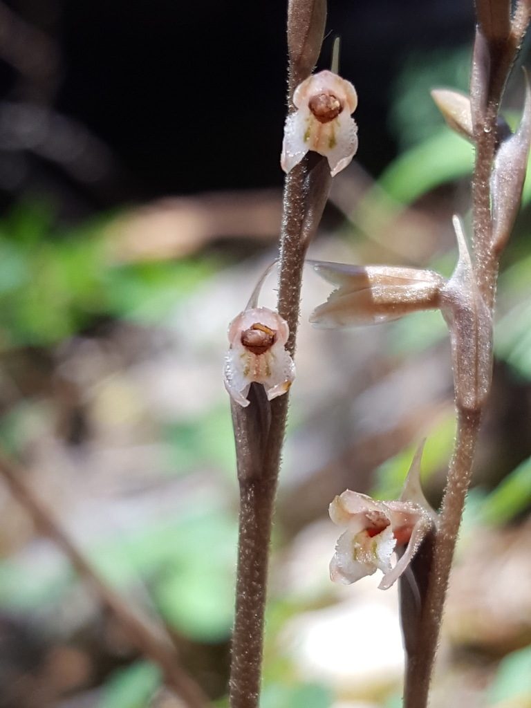 Schiedeella arizonica, photographed by Alex Abair
