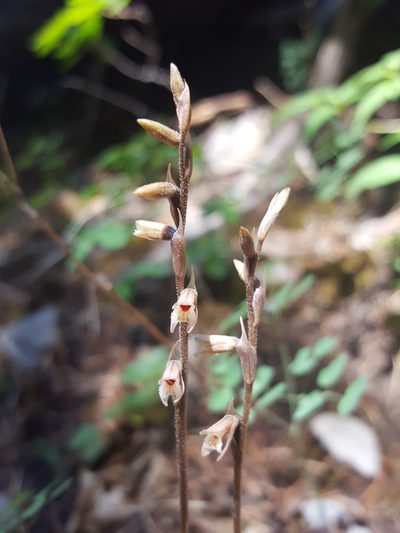 Schiedeella arizonica, photographed by Alex Abair