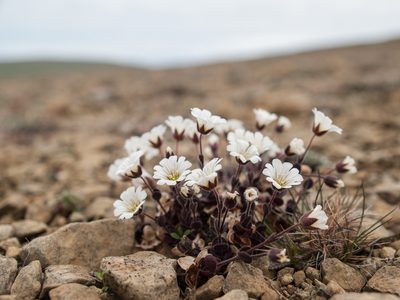 Cerastium nigrescens, photographed by Tim Johnson