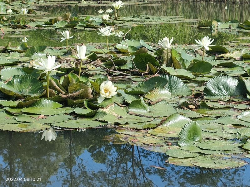 Nymphaea pubescens, photographed by Ong Jyh Seng