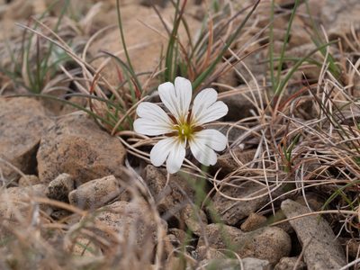 Cerastium nigrescens, photographed by Tim Johnson