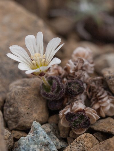 Cerastium nigrescens, photographed by Tim Johnson