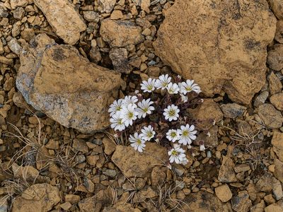 Cerastium nigrescens, photographed by Tim Johnson