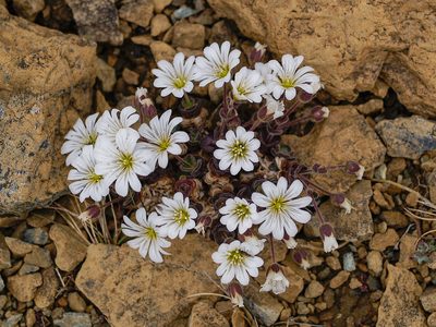 Cerastium nigrescens, photographed by Tim Johnson