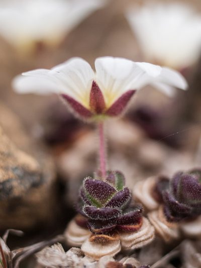 Cerastium nigrescens, photographed by Tim Johnson