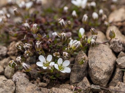 Arenaria norvegica, photographed by Tim Johnson