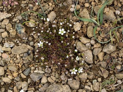 Arenaria norvegica, photographed by Tim Johnson