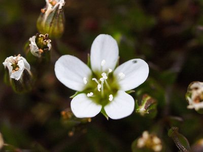 Arenaria norvegica, photographed by Tim Johnson