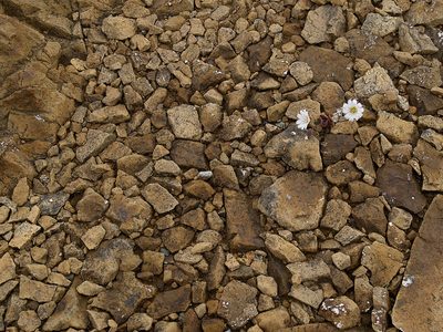 Cerastium nigrescens, photographed by Tim Johnson