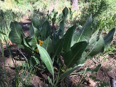Wyethia arizonica, photographed by Cecelia Alexander