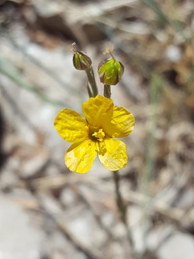 Linum australe, photographed by Alex Abair