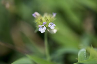 Clinopodium chinense, photographed by Licheng Shih