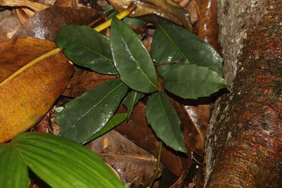 Tetrastigma nitens, photographed by Greg Tasney