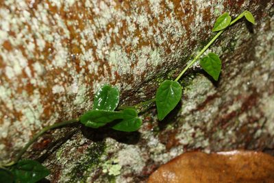 Piper hederaceum, photographed by Greg Tasney
