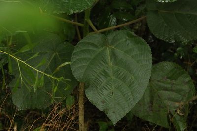 Dendrocnide excelsa, photographed by Greg Tasney