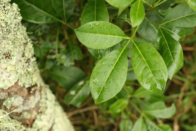 Melicope micrococca, photographed by Greg Tasney