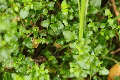 Chenopodium robertianum, photographed by Greg Tasney