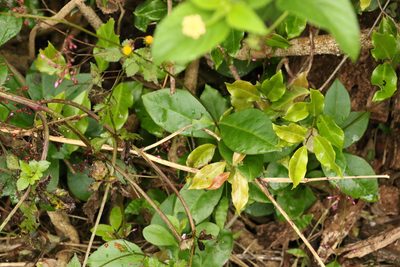 Talinum paniculatum, photographed by Greg Tasney