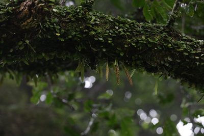 Pyrrosia rupestris, photographed by Greg Tasney
