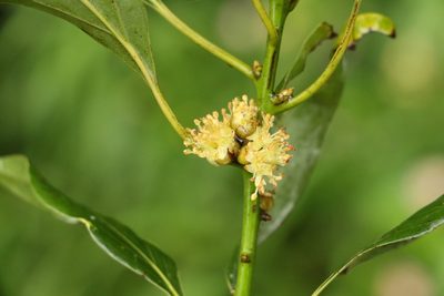 Neolitsea australiensis, photographed by Greg Tasney