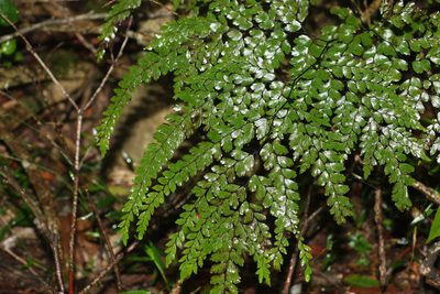 Adiantum formosum, photographed by Greg Tasney