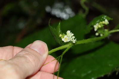 Sicyos australis, photographed by Greg Tasney
