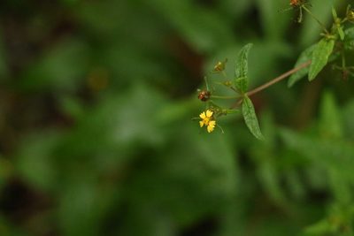 Sigesbeckia orientalis, photographed by Greg Tasney