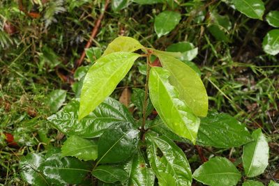 Neolitsea dealbata, photographed by Greg Tasney