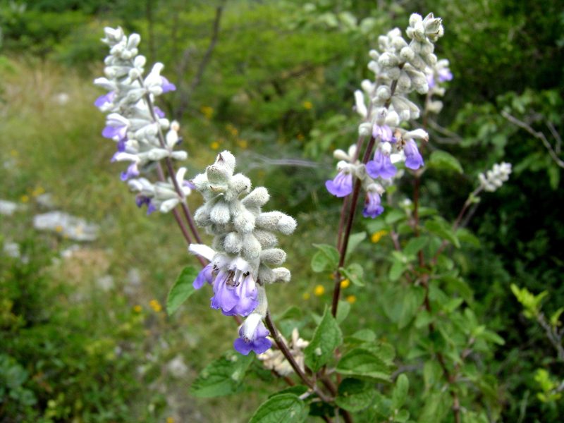 Salvia boegei, photographed by Alexis López Hernández