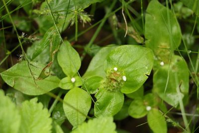 Richardia brasiliensis, photographed by Greg Tasney