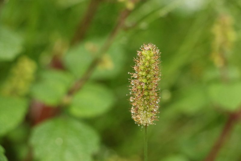 Setaria surgens, photographed by Greg Tasney