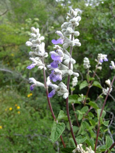Salvia boegei, photographed by Alexis López Hernández