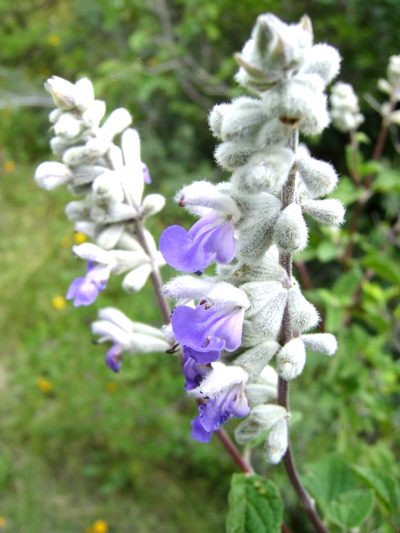 Salvia boegei, photographed by Alexis López Hernández