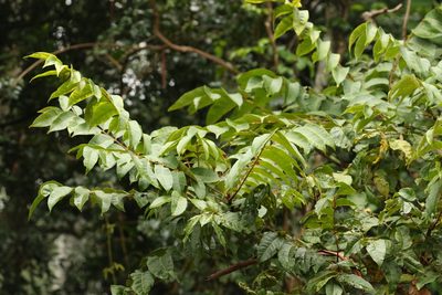 Toona ciliata, photographed by Greg Tasney
