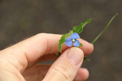 Commelina cyanea, photographed by Greg Tasney
