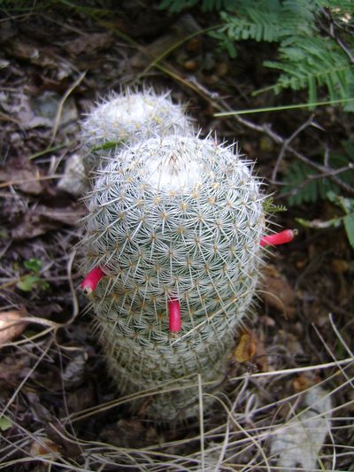 Mammillaria haageana, photographed by Alexis López Hernández