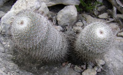 Mammillaria haageana, photographed by Alexis López Hernández