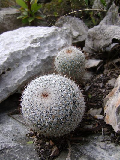Mammillaria haageana, photographed by Alexis López Hernández