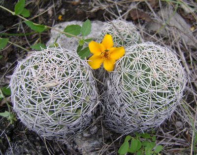 Coryphantha pseudoradians, photographed by Alexis López Hernández